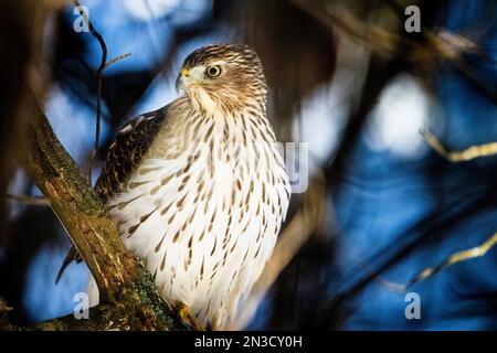 Il falco di Cooper arroccato in un albero alla ricerca di preda per terra. Foto Stock