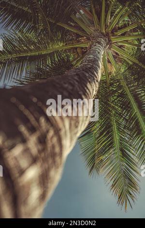 Vista dall'alto verso il tronco di una palma da cocco (Cocos nucifera) a Kihei; Maui, Hawaii, Stati Uniti d'America Foto Stock
