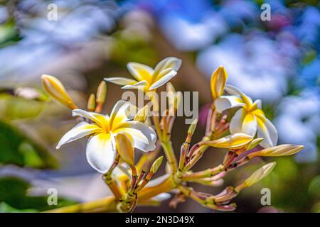 Primo piano della fioritura di fiori tropicali bianchi e gialli; Maui, Hawaii, Stati Uniti d'America Foto Stock