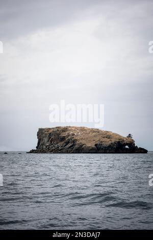 Aquila calva (Haliaeetus leucocephalus) in lontananza su un'isola rocciosa nella baia di Kachemak; Homer, Alaska, Stati Uniti d'America Foto Stock