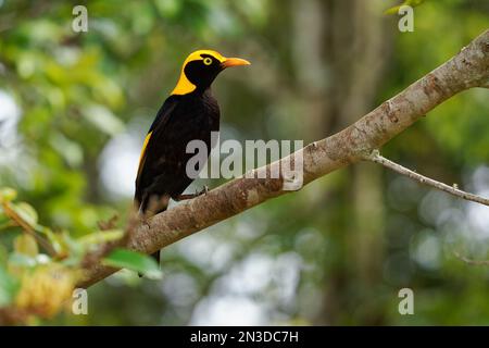 Regent Bowerbird - Sericulus chrysocephalus uccello dimorfico sessuale di medie dimensioni, uccello maschio è nero e oro arancio-giallo corona e becco, nero fe Foto Stock