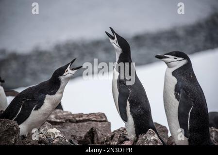 Tre pinguini cinghiali (Pygoscelis antarcticus) nidificati sulle rocce delle isole Shetland dell'Antartide; Antartide Foto Stock