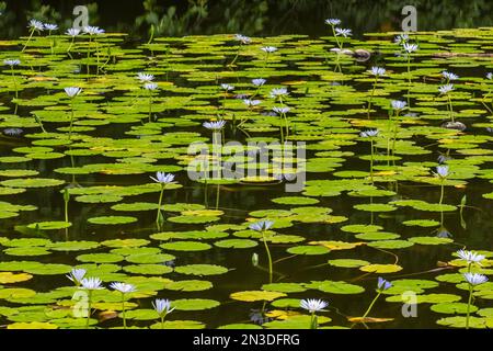 Vista delle ninfee tropicali hawaiane (Nymphaea) a Punaluu Beach sulla Big Island delle Hawaii; Hawaii Island, Hawaii, Stati Uniti d'America Foto Stock