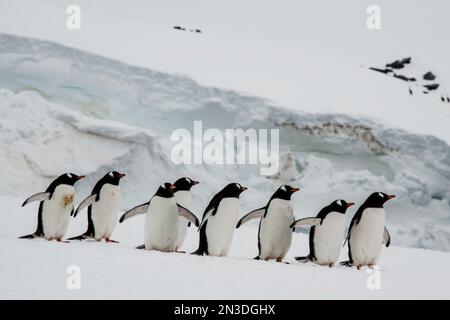 Primo piano di un gruppo di pinguini gentoo (Pygoscelis papua) che si dirigono lungo il paesaggio innevato sull'isola di Booth; Antartide Foto Stock