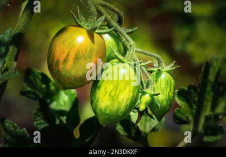 Primo piano dei pomodori d'uva (Solanum lycopersicum var. Cerasiforme) maturazione sulla vite; Alberta, Canada Foto Stock