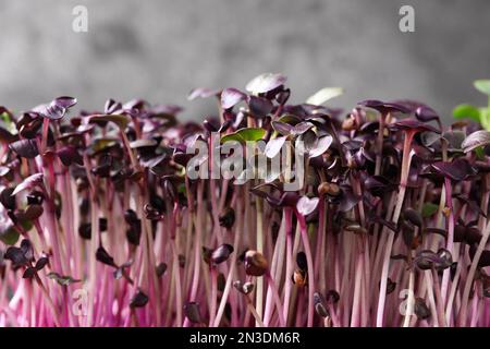 Microgreens organici freschi su sfondo grigio, primo piano Foto Stock