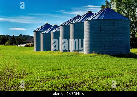 Una fila di grandi contenitori di grano metallico in un campo; ad ovest di Calgary, Alberta, Canada Foto Stock