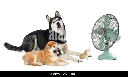 Cute cani e porcellino d'India vicino ventilatore su sfondo bianco, banner design. Caldo estivo Foto Stock