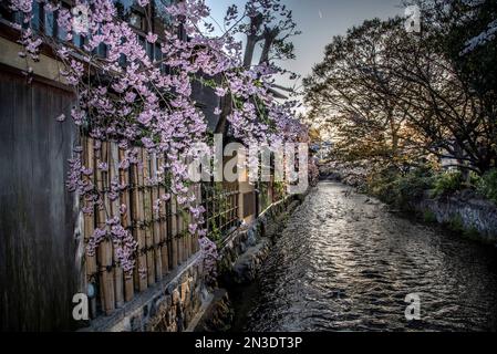 I ciliegi fioriscono lungo il canale Shirakawa nella zona di Gion a Kyoto, una parte storica della città dove si trova la cultura tradizionale delle geishe. Shirakawa, ... Foto Stock