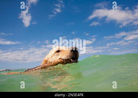 Primo piano di un Golden Retriever (canis lupus familiaris) che nuota nelle acque verdi dell'Oceano Pacifico, recuperando un bastone Foto Stock