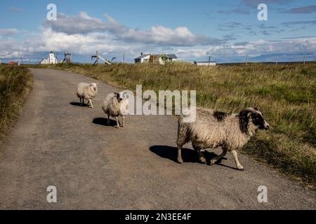 Pecore che camminano su una strada sterrata attraverso la comunità di Flatey Island, parte di un gruppo di circa quaranta isole e isolotti grandi e piccole situate in... Foto Stock