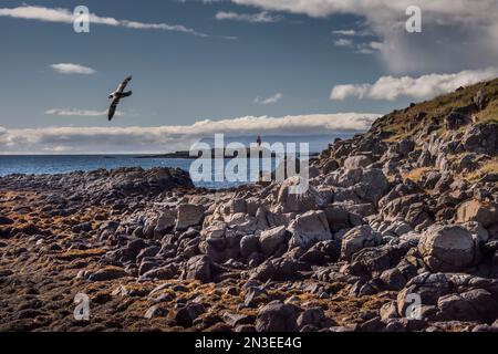 Uccelli marini che volano su una spiaggia rocciosa sull'isola Flatey, parte di un gruppo di circa quaranta isole e isolotti grandi e piccoli situati a Breiðafjörður, in... Foto Stock