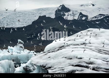 I Terni artici (Sterna paradisaea) sorvolano il ghiacciato paesaggio glaciale nella zona della Laguna del fiume Glacier, dove gli iceberg distaccati dal Vatnajokul... Foto Stock