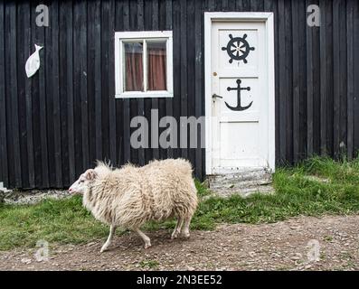 Pecore (Ovis aries) passando per una fattoria nella città islandese sull'isola di Flatey, parte di un gruppo di circa quaranta isole e isolotti grandi e piccole... Foto Stock