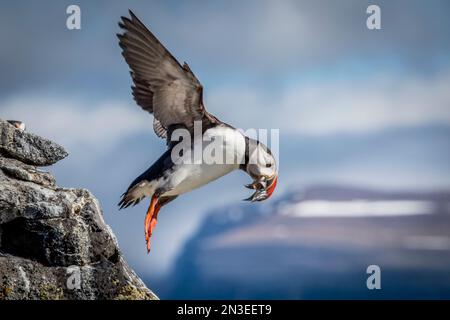 Puffin Atlantico (Fratercula arctica) in volo con un becco pieno di pesci. L'isola di Vigor in Islanda ha una colonia di pulcinelle di mare e una colonia per AR... Foto Stock