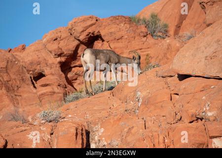 Desert Bighorn (Ovis canadensis nelsoni): Pecora in piedi sulle scogliere di roccia rossa che pascolano sugli arbusti del Valley of Fire State Park Foto Stock