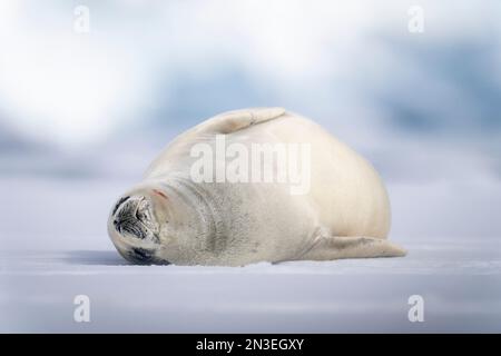 La foca crabeater (Lobodon carcinophaga) si schianta sul ghiaccio; Antartide Foto Stock