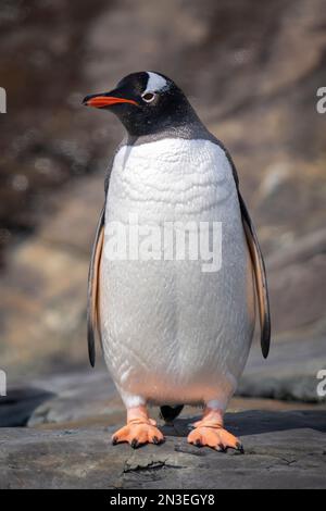 Pinguino di Gentoo (Pygoscelis papua) in piedi sulla fotocamera di fronte alla roccia; Antartide Foto Stock