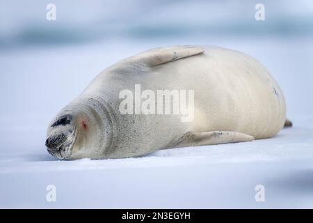 La foca crabeater (Lobodon carcinophaga) si schianta sul ghiaccio; Antartide Foto Stock