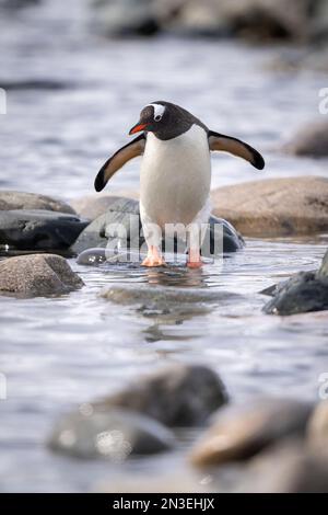 Il ritratto di un pinguino gentoo (Pygoscelis papua) si erge su rocce in acque poco profonde; l'isola di Cuverville, Antartide Foto Stock