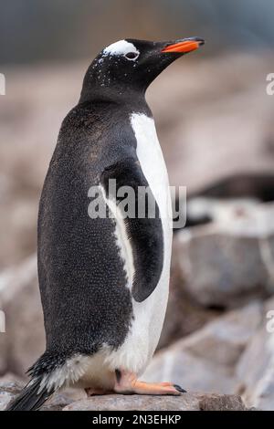 Il ritratto di un pinguino gentoo (Pygoscelis papua) si erge su rocce, rivolte verso destra e che guarda la macchina fotografica; l'isola di Cuverville, Antartide Foto Stock