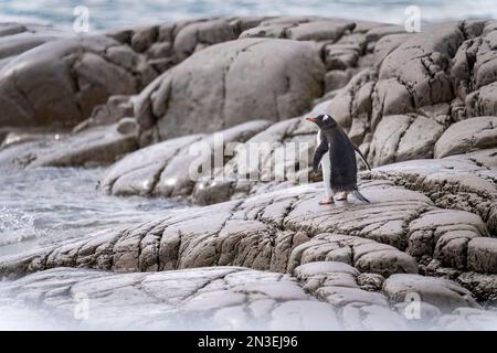 Il pinguino Gentoo (Pygoscelis papua) si erge sulle rocce sul bordo dell'acqua; Charlotte Bay, Antartide Foto Stock