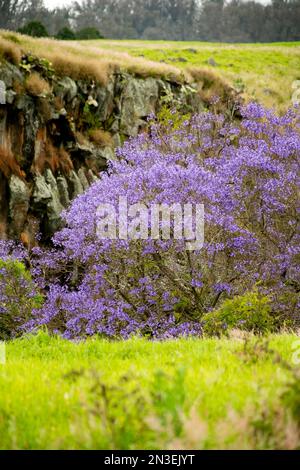 Albero di Jacaranda (Jacaranda mimosifolia) in fiore nella parte settentrionale di Maui; Kula, Maui, Stati Uniti d'America Foto Stock