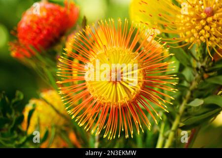 Primo piano di spillette arancioni e gialle (Leucospermum); Kula, Upcountry Maui, Maui, Hawaii, Stati Uniti d'America Foto Stock