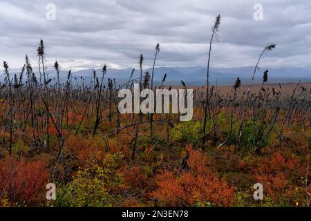 I colori autunnali rendono il paesaggio colorato in mezzo a un'antica area bruciata di incendi boschivi lungo la Dempster Highway; Dawson City, Yukon, Canada Foto Stock