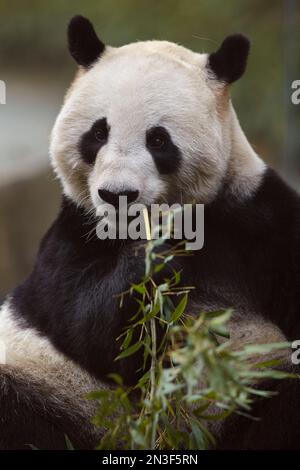 Panda gigante (Ailuropoda melanoleuca) che mangia bambù nello zoo di Shanghai, Cina; Shanghai, Cina Foto Stock