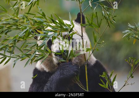 Ritratto ravvicinato di un Panda gigante (Ailuropoda melanoleuca) che mangia foglie di bambù nello zoo di Shanghai; Shanghai, distretto di Changning, Cina Foto Stock