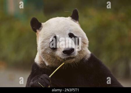 Ritratto ravvicinato di un Panda gigante (Ailuropoda melanoleuca) che mangia gambo di bambù nello zoo di Shanghai; Shanghai, distretto di Changning, Cina Foto Stock