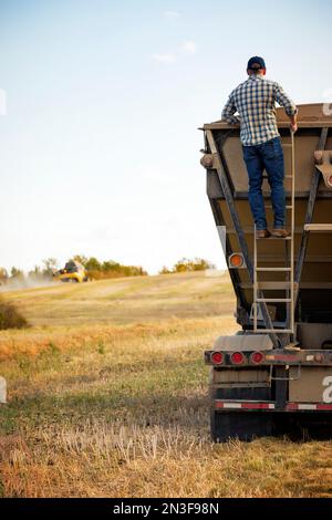 Vista da dietro di un agricoltore che controlla il suo carico di canola in un trasportatore di cereali e controlla il completamento del raccolto di canola autunnale con un co... Foto Stock