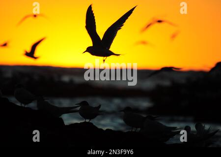 Un gregge di gabbiani e altri uccelli marini sorvolano alcune rocce al largo della costa dell'Uruguay, con un intenso tramonto dorato sullo sfondo Foto Stock