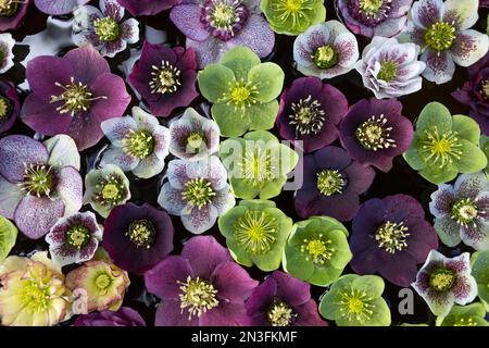 Vista ravvicinata dall'alto dei fiori di Hellebore, giardino botanico VanDusen, Vancouver, British Columbia; Vancouver, Columbia Britannica, Canada Foto Stock