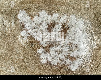 Vista dall'alto di un gruppo di alberi smerigliati in un campo di stoppia, a ovest di Calgary; Alberta, Canada Foto Stock