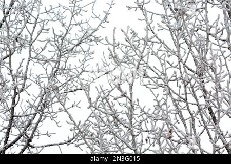 Primo piano di rami di alberi smerigliati contro un cielo coperto; Calgary, Alberta, Canada Foto Stock