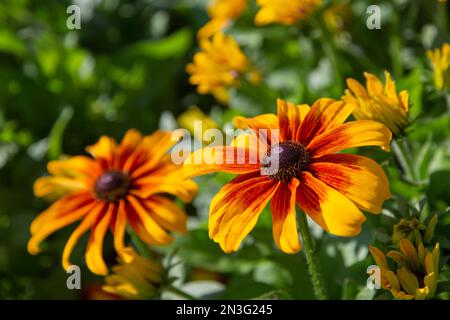 Fiori Susan dagli occhi neri in fiore; Winter Park, Colorado, Stati Uniti d'America Foto Stock