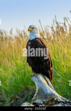 Aquila calva, Haliaeetus leucocephalus, appollaiato su driftwood. Foto Stock