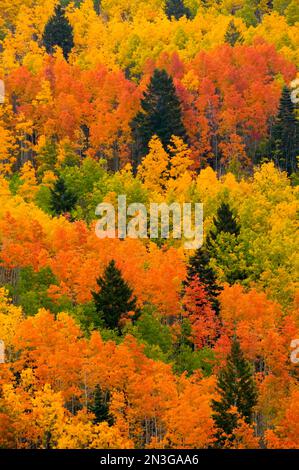 Vacilla Aspen e Ponderosa Pine Trees visualizzare i colori dell'autunno. Foto Stock