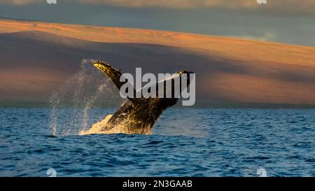 Un Humpback Whale violazioni nell'Oceano Pacifico. Foto Stock