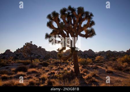 Il sole tramonta dietro un albero di Giosuè. Foto Stock