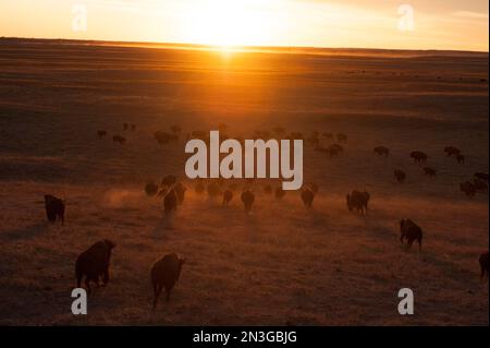 Mandria di bisonti (Bison bison) che corre al tramonto in un ranch vicino a Valentine, Nebraska, USA; Valentine, Nebraska, Stati Uniti d'America Foto Stock