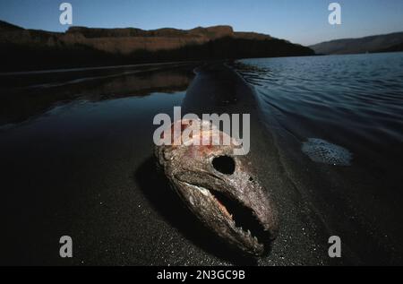 Il cranio di un salmone, su una barra di sabbia durante il suo viaggio lungo il fiume Columbia. Questa è un'area in cui i nativi americani puliscono il pesce che hanno catturato. ... Foto Stock