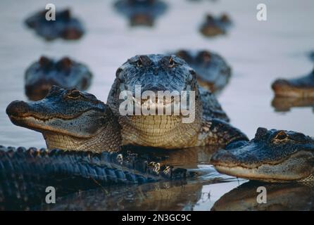 Alligatori americani (Alligator missississippiensis) in acqua nel sud-est degli Stati Uniti; Stati Uniti d'America Foto Stock