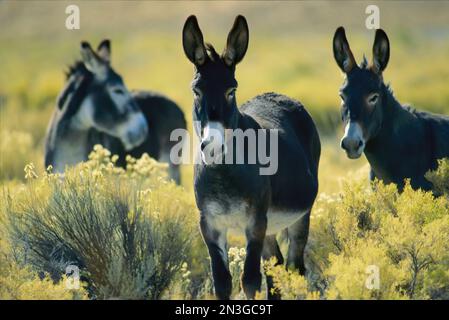 Tre burro selvatiche in sagebrush (Artemisia tridentata), Sheldon National Antelope Refuge, Nevada, Stati Uniti d'America Foto Stock