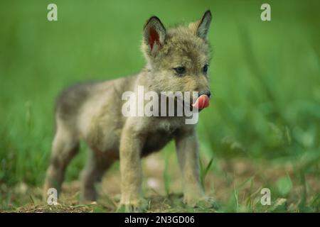 Il cucciolo di lupo grigio prigioniero (Canis lupus) gli lecca il naso; Rapid City, South Dakota, Stati Uniti d'America Foto Stock