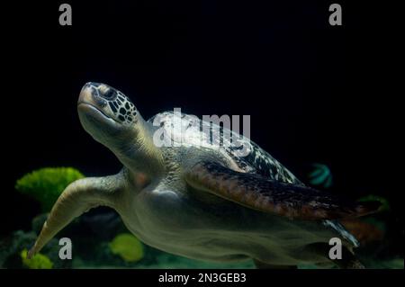 Tartaruga marina verde (Chelonia mydas) all'acquario di Vancouver; Vancouver, British Columbia, Canada Foto Stock