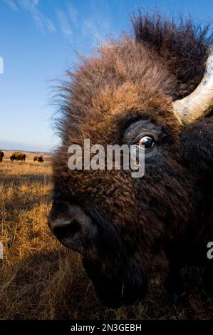 I bisonti selvatici americani (Bison bison) vagano in una riserva di caccia in Kansas, Stati Uniti; Canton, Kansas, Stati Uniti d'America Foto Stock