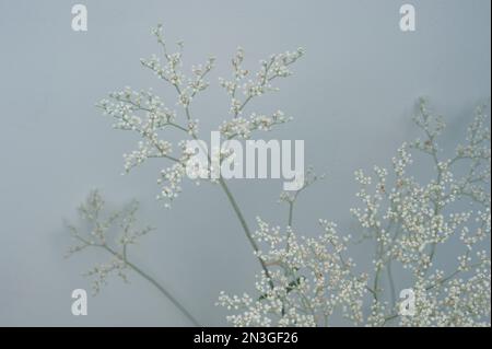 Foto in studio di un Eriogonum annuale (Eriogonum annuum) su sfondo grigio; Studio Foto Stock